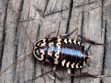 Harlequin cockroach